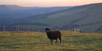 Black Sheep on a green hillside.